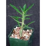Pachypodium succulentum 4-inch pots