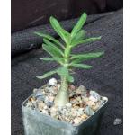 Pachypodium succulentum 3-inch pots