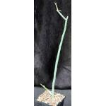 Pedilanthus macrocarpus 5-inch pots