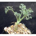 Pelargonium crithmifolium 4-inch pots