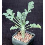 Pelargonium klinghardtense 4-inch pots