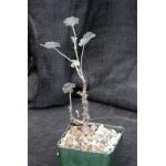 Pelargonium sp. (FKH 16881) 4-inch pots