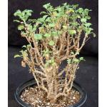 Pelargonium xerophyton one-gallon pots