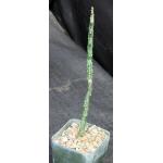 Peniocereus fosterianus 4-inch pots