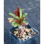 Peperomia graveolens 2-inch pots