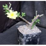 Pereskiopsis porteri one-gallon pots