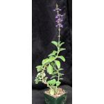 Plectranthus barbatus 4-inch pots
