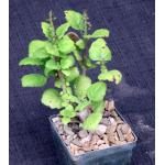 Plectranthus ernstii 3-inch pots