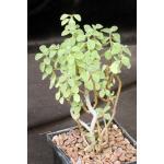 Plectranthus socotranus 5-inch pots