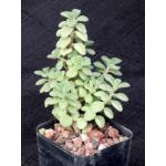Plectranthus socotranus 2-inch pots