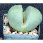 Pleiospilos nelii 2-inch pots