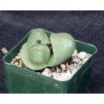 Pleiospilos nelii 4-inch pots