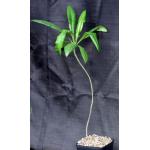 Plumeria subsessilis one-gallon pots