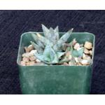 Poellnitzia rubriflora 4-inch pots