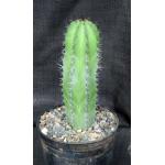 Polaskia chichipe 5-inch pots