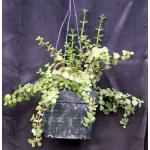 Portulacaria afra (cork bark) 8-inch pots