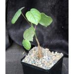 Bombax ellipticum 5-inch pots
