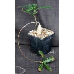 Raphionacme flanaganii 5-inch pots
