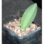 Rauhia peruviana 5-inch pots