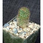 Rebutia fulviseta 3-inch pots