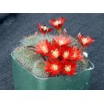 Rebutia fulviseta 4-inch pots