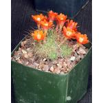 Rebutia robustispina (R88) 4-inch pots