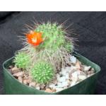 Rebutia robustispina (R88) 5-inch pots
