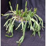 Rhipsalis cereiodes 8-inch pots
