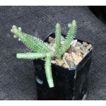 Rhipsalis horrida 2-inch pots