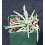 Senecio scaposus 4-inch pots