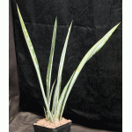 Sansevieria trifasciata cv Bantels Sensation one-gallon pots