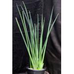 Sansevieria erythraeae 2-gallon pots