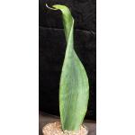 Sansevieria alwitrii (BG 98-293) 8-inch pots