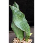 Sansevieria grandis (Mason 119) one-gallon pots