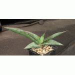 Sansevieria lavranii 5-inch pots