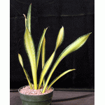 Sansevieria trifasciata cv Forescate 8-inch pots