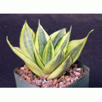 Sansevieria trifasciata var. hahnii cv Golden 5-inch pots