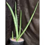 Sansevieria cv Koko Sansevieria cv Koko 2-gallon pots