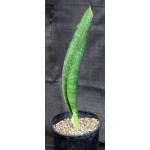 Sansevieria alwitrii (BG98-293) 2-gallon pots