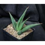Sansevieria arborescens (Lav 23151) one-gallon pots