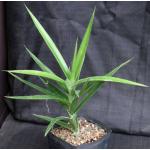 Sansevieria bagamoyoensis one-gallon pots