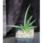 Sansevieria bella (Newton 3945) one-gallon pots