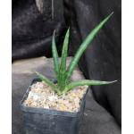 Sansevieria bella (Newton 3945) 5-inch pots