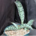 Sansevieria bhitalae (Bhitala 1014) 8-inch pots