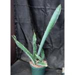 Sansevieria bhitalaecv Superclone(GC 81-071) 10-inch pots
