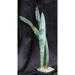 Sansevieria bhitalae cv Superclone(GC 81-071) one-gallon pots