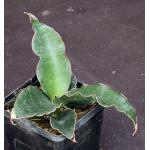 Sansevieria bhitalae (seedling) 5-inch pots