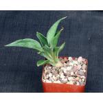 Sansevieria concinna (seedling) 4-inch pots