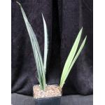 Sansevieria trifasciata cv Bantels Sensation one-gallon pots