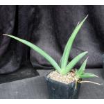 Sansevieria cv Doris Pfennig one-gallon pots